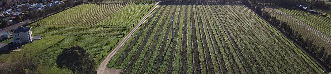 Vinos de copa en boca: Cambridge Road Syrah 2011